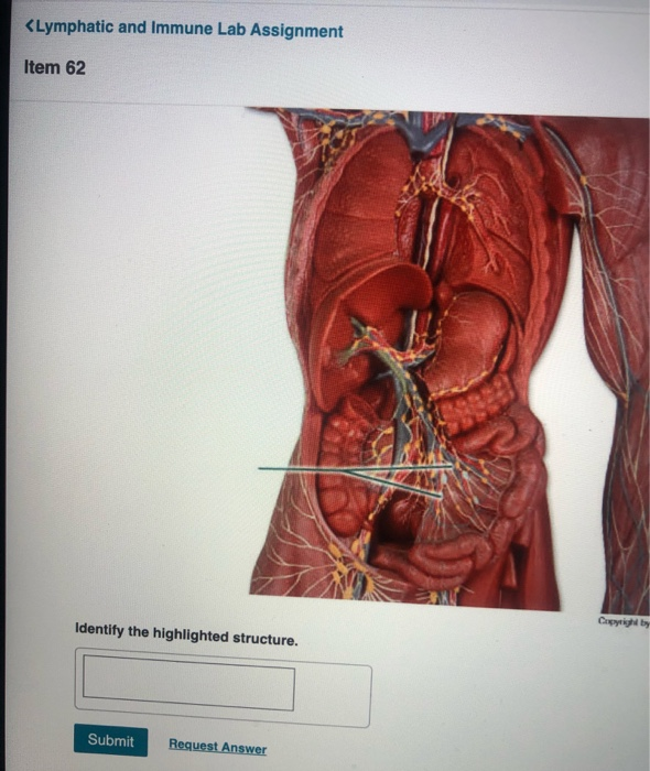 Lymphatic And Immune Lab Assignment Item 32 Chegg 