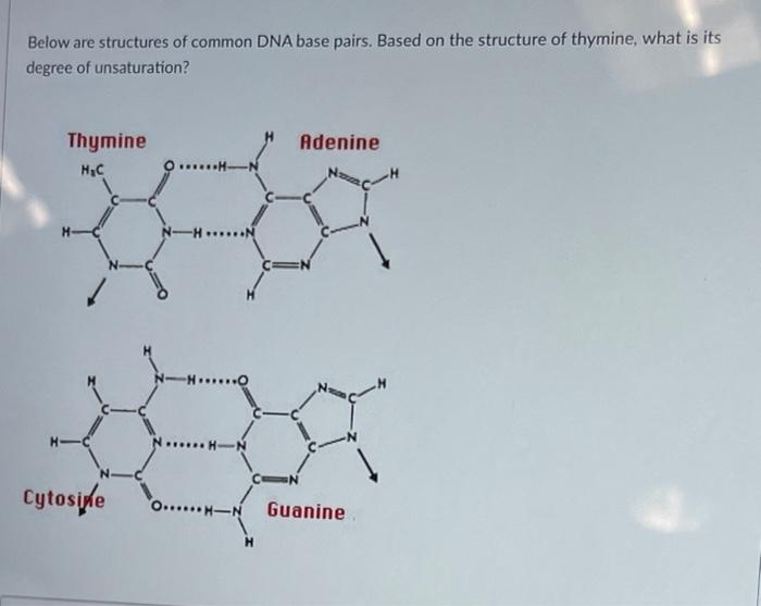 Solved Below are structures of common DNA base pairs. Based | Chegg.com
