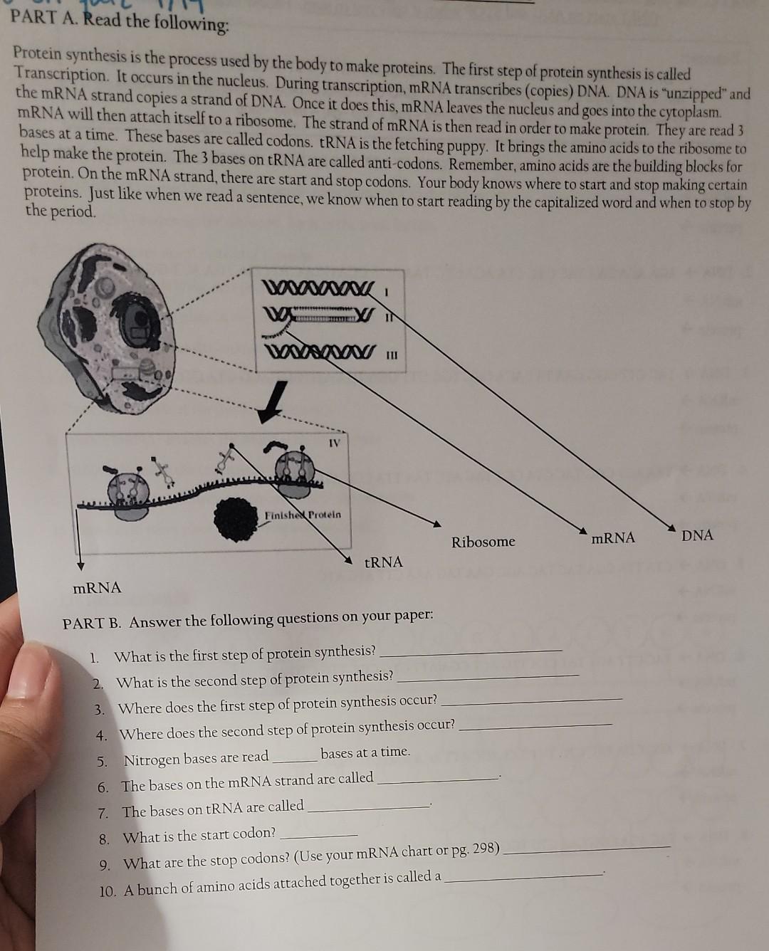 Solved PART A. Read the following: Protein synthesis is the | Chegg.com