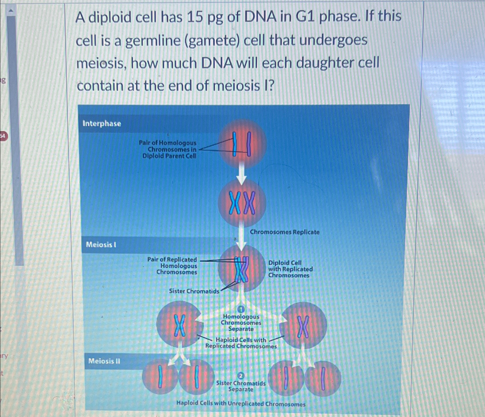 Solved A diploid cell has 15 ﻿pg of DNA in G1 ﻿phase. If | Chegg.com