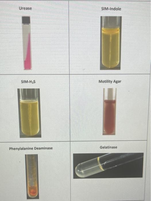 Solved Biochemical Unknown #19 I need to fill in each slot. | Chegg.com