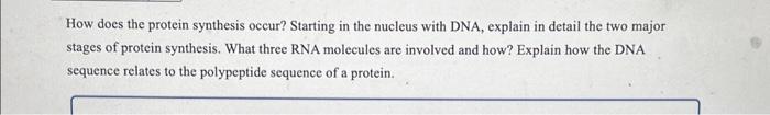Solved How does the protein synthesis occur? Starting in the | Chegg.com