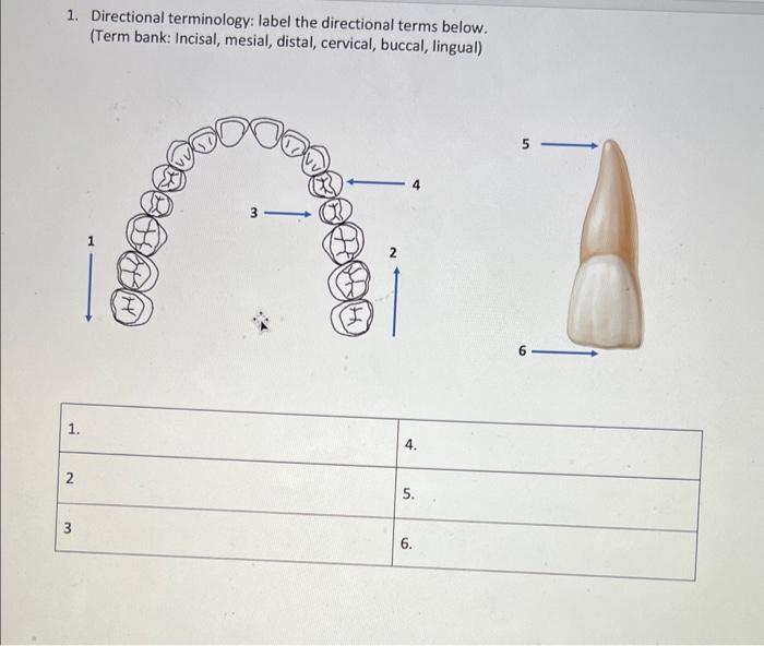 1. Directional terminology label the directional
