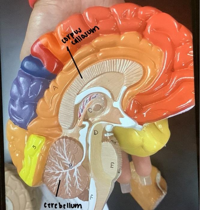 Solved Can You Please Help Me Label. Thanks | Chegg.com