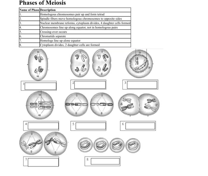 Phases of Meiosis Name of Phase Description 1. 2. 3. | Chegg.com