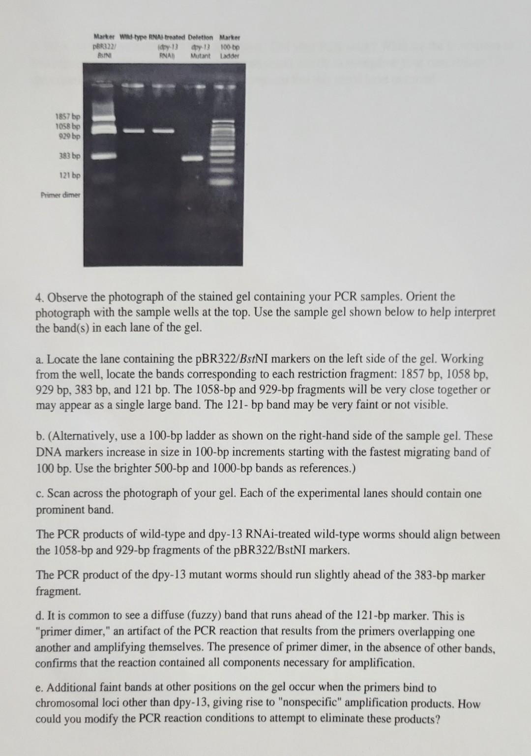 4. Observe the photograph of the stained gel containing your PCR samples. Orient the photograph with the sample wells at the