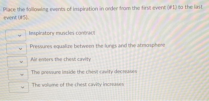 Solved Place the following events of inspiration in order | Chegg.com