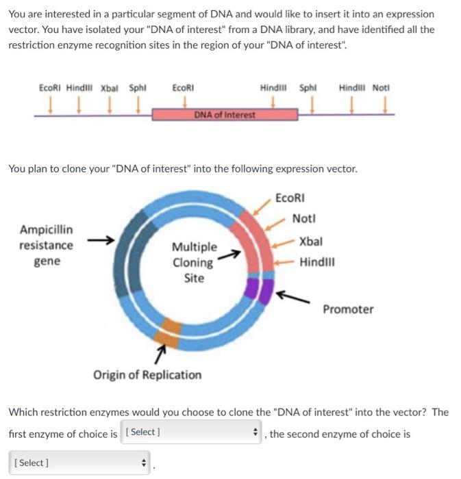 Solved You are interested in a particular segment of DNA and | Chegg.com
