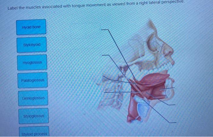 muscles promoting tongue movement