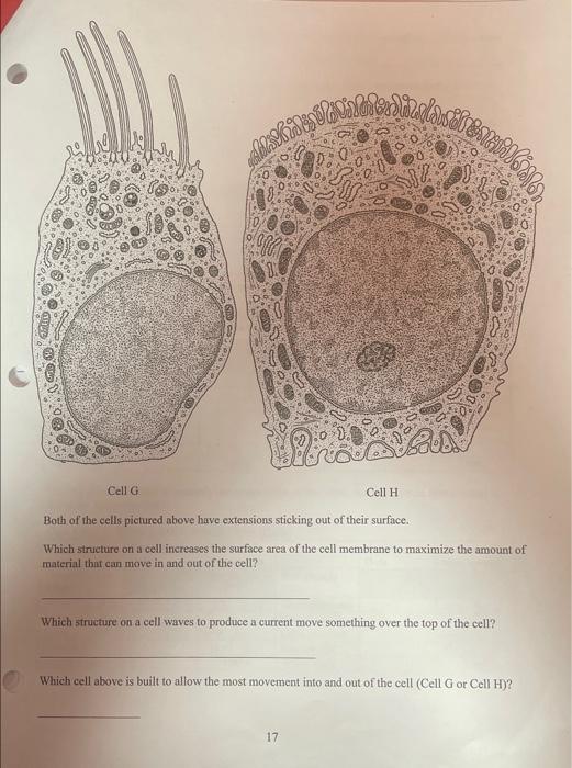 Solved Cell E CeIIF Both of the cells pictured above move | Chegg.com