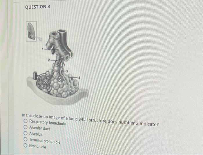 QUESTION 3
In this close-up image of a lung, what structure does number 2 indicate? Respiratory bronchiole
Alveolar duct
Alve