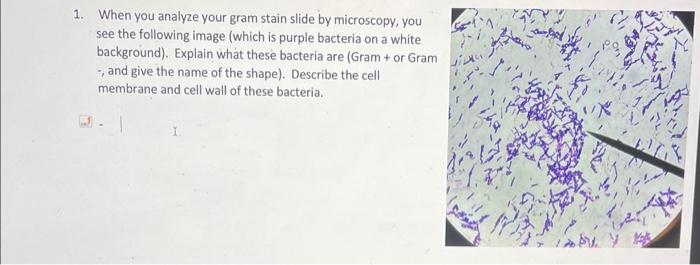 Solved 1. When you analyze your gram stain slide by | Chegg.com