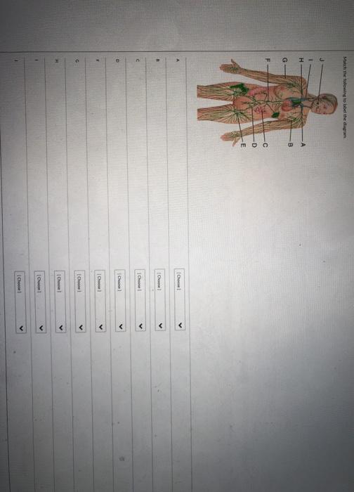 Solved Match the following to label the diagram H B G F C -D | Chegg.com