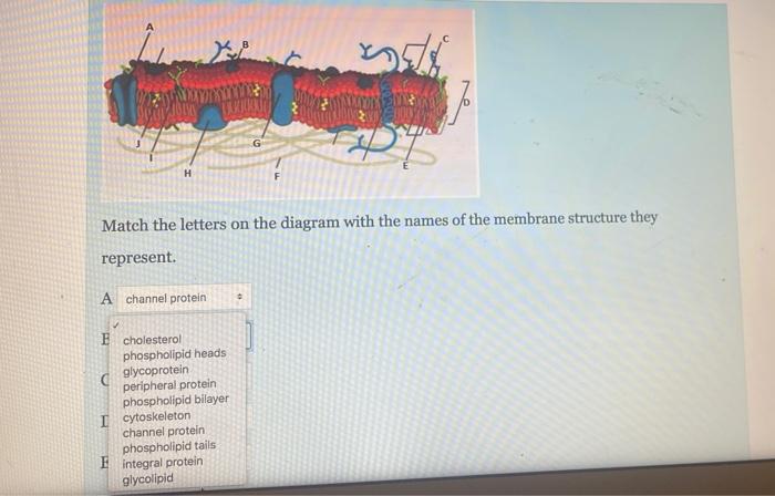 Solved H Match the letters on the diagram with the names of | Chegg.com