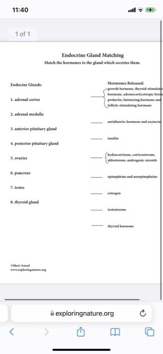 Solved 11:40 1 of 1 Endocrine Gland Matching Match the | Chegg.com