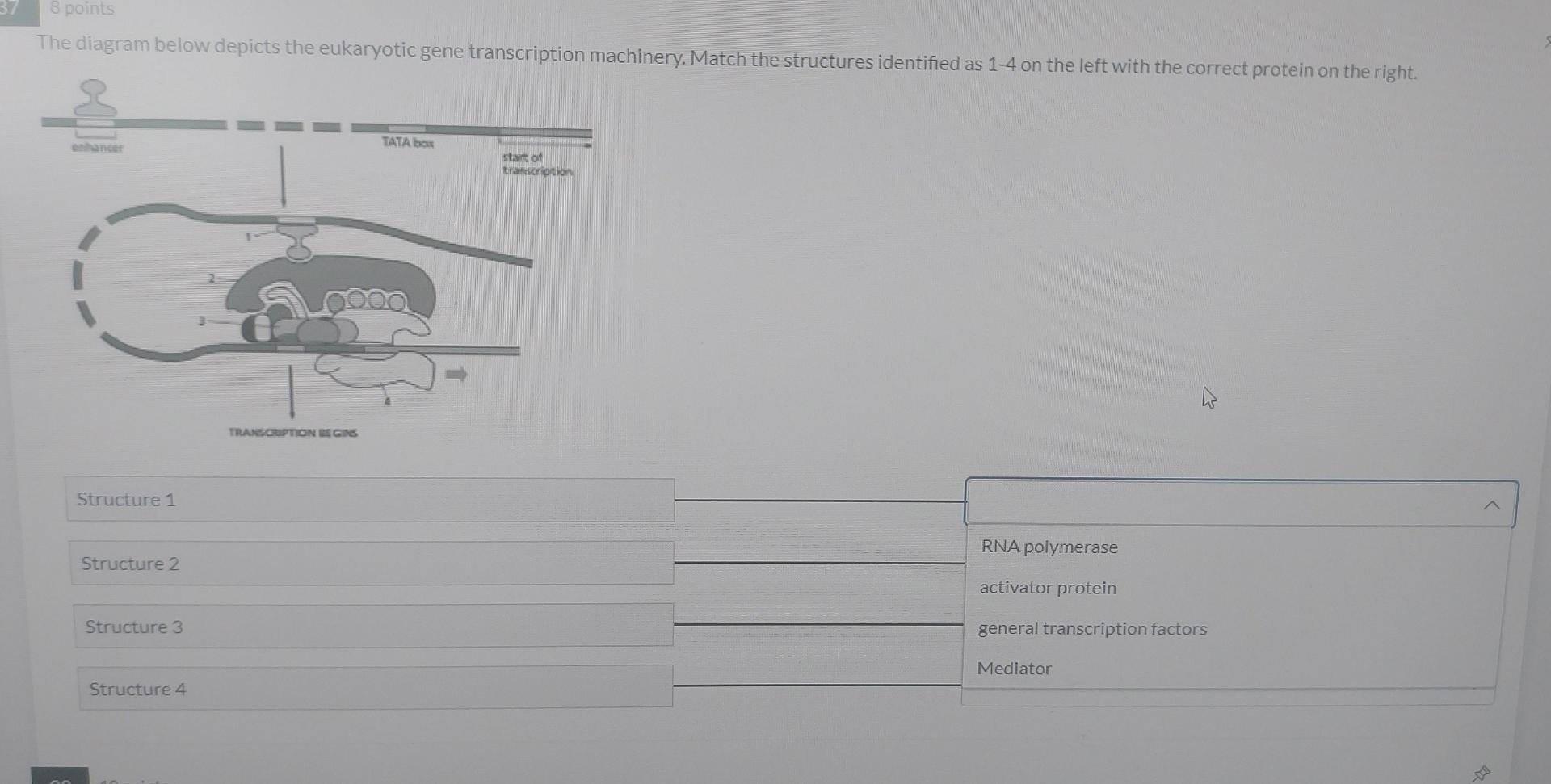 Solved 37 8 points The diagram below depicts the eukaryotic | Chegg.com
