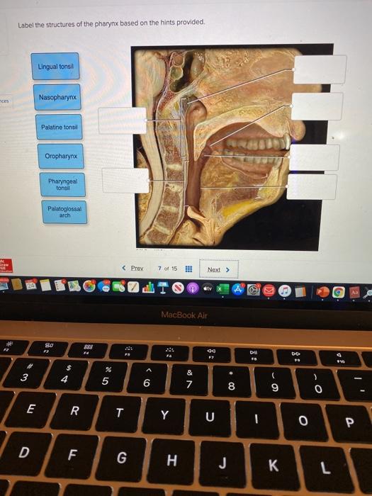 Solved Label the structures of the pharynx based on the | Chegg.com