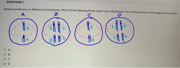 Solved QUESTION 1 Genes A And B Are On Different | Chegg.com