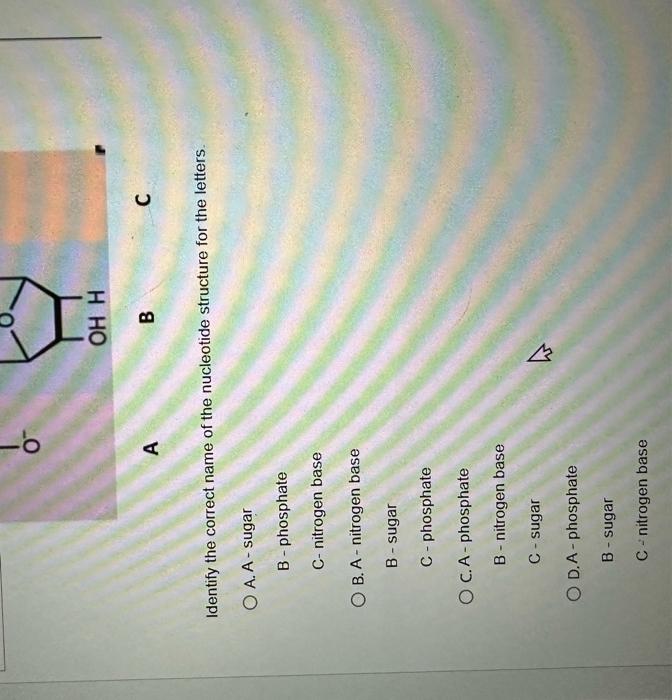Solved Identify the correct name of the nucleotide structure | Chegg.com