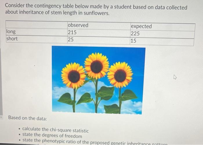 Consider the contingency table below made by a student based on data collected about inheritance of stem length in sunflowers