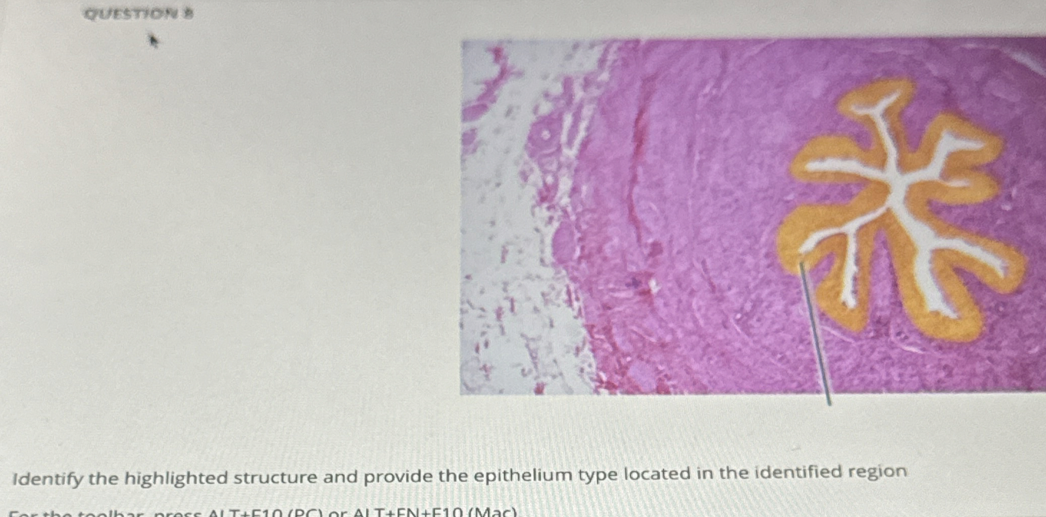 Solved Question Identify The Highlighted Structure And Chegg Com