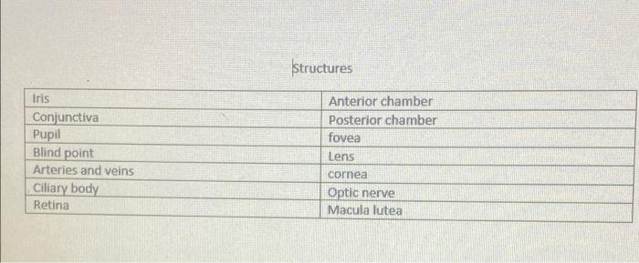 Structures Iris Conjunctiva Pupil Blind point Arteries and veins Ciliary body Retina Anterior chamber Posterior chamber fovea