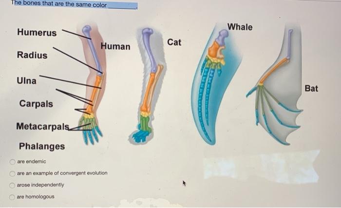 Solved The bones that are the same color Humerus Whale Human | Chegg.com