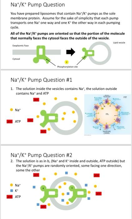 Solved Na+/K+ Pump Question You have prepared liposomes that | Chegg.com