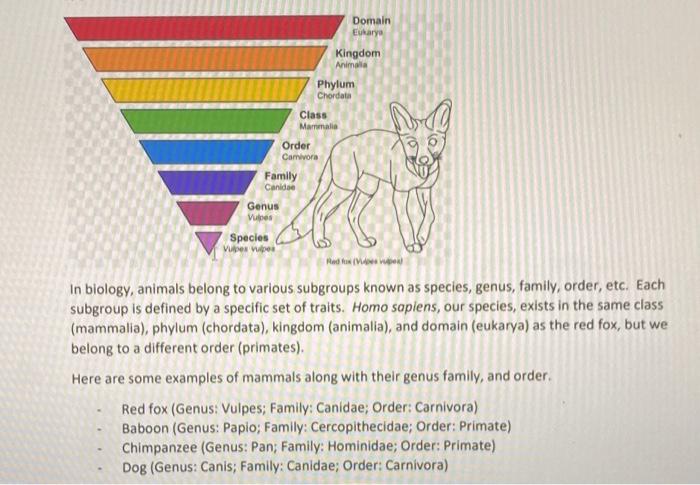 what is a dogs kingdom phylum class order family genus and species