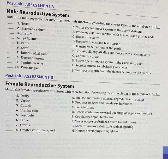 Solved Postlab ASSESSMENT A Male Reproductive System Match