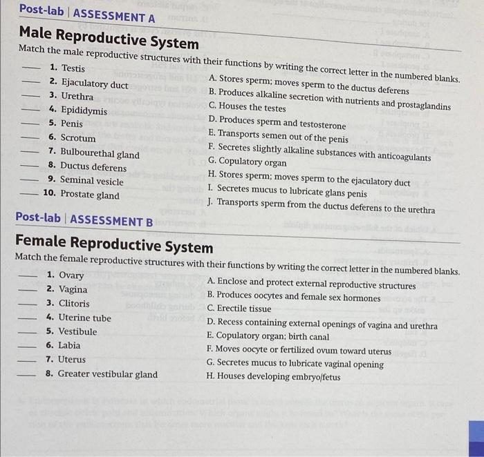 Solved Post Lab Assessment A Male Reproductive System Match 1928