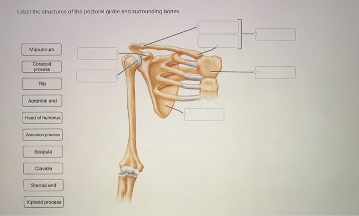 Solved Label the structures of the pectoral girdle and | Chegg.com