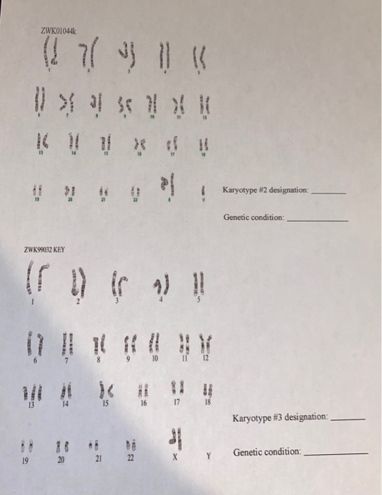 Solved 1) Give The Designation For The Karyotypes 2) Include | Chegg.com