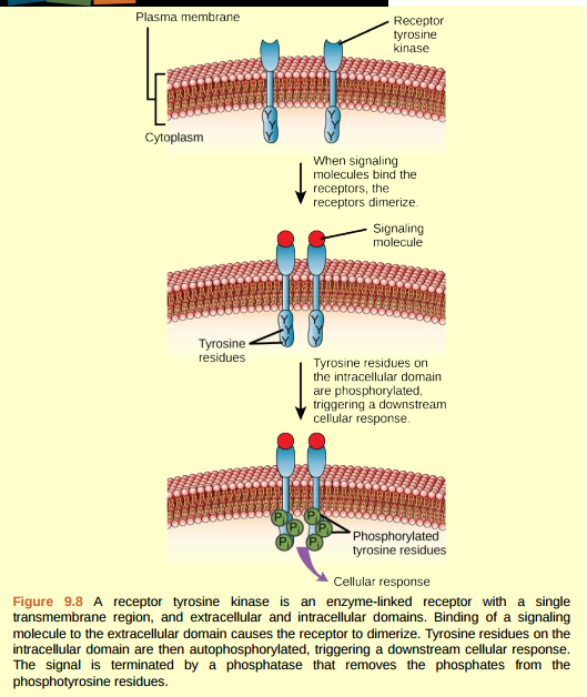 Solved: Figure 9.8 HER2 is a receptor tyrosine kinase. In 30 perce