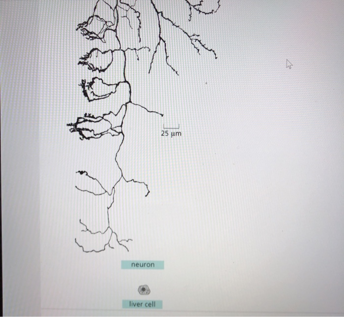 Solved The image shows cells from the same organism. Which | Chegg.com
