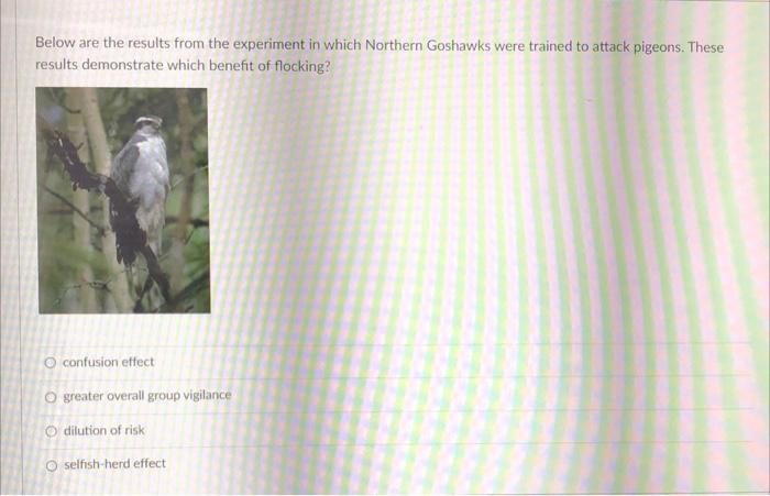 Solved Below are the results from the experiment in which | Chegg.com