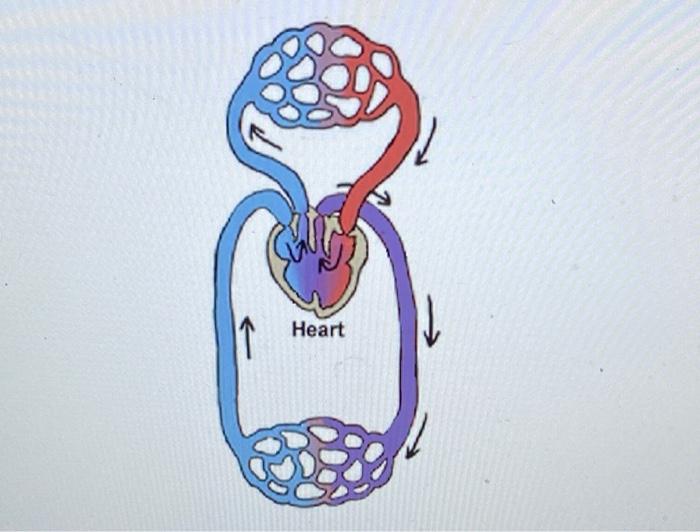 amphibian circulatory system