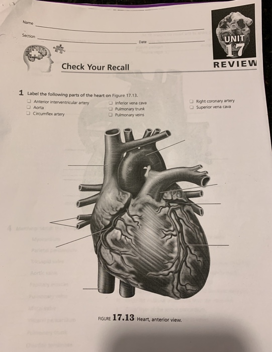 Solved Section UNIT 17 Check Your Recall REVIEW 1 Label the