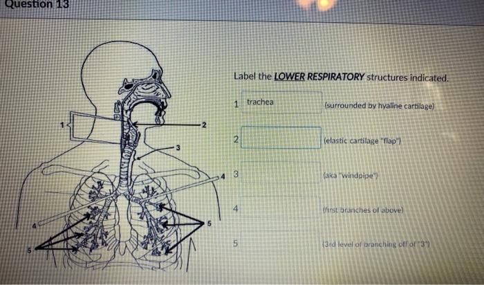 Solved Question 13 Label the LOWER RESPIRATORY structures | Chegg.com