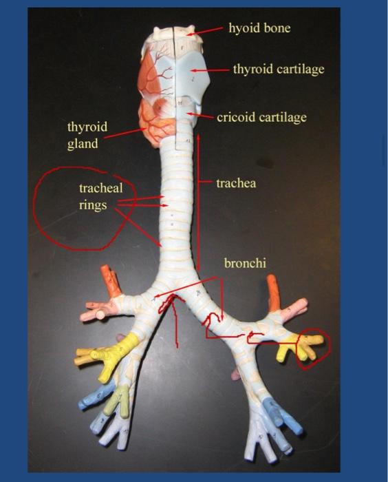 Solved Anterior Naris 2. Primary Bronchi, 3 Secondary, | Chegg.com