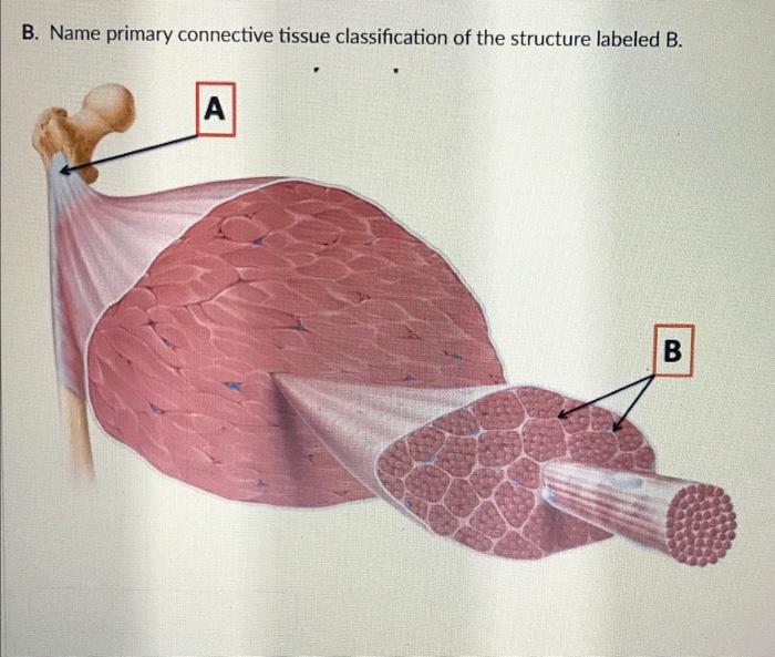 Solved B. Name primary connective tissue classification of