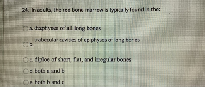 Solved 24. In Adults, The Red Bone Marrow Is Typically Found | Chegg.com