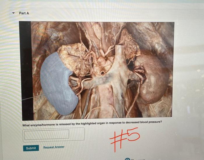 Solved Part A What enzyme hormone is released by the