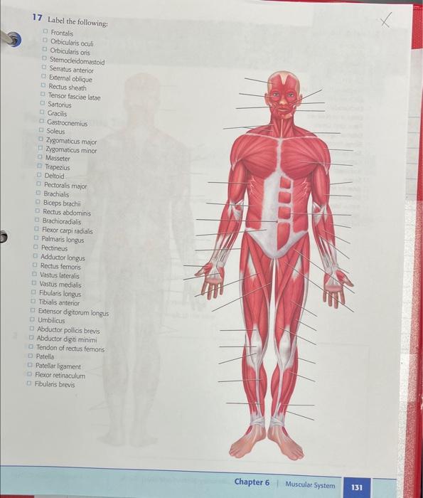 Solved 17 Label the following Frontalis Orbicularis oculi