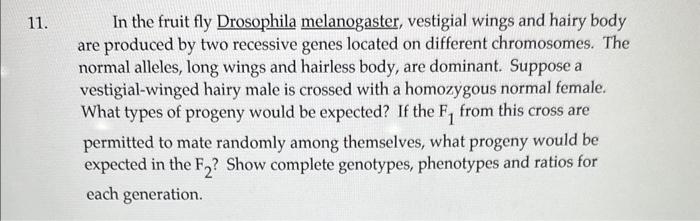 Solved In The Fruit Fly Drosophila Melanogaster, Vestigial | Chegg.com