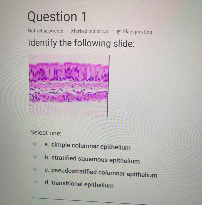 pseudostratified epithelium slides