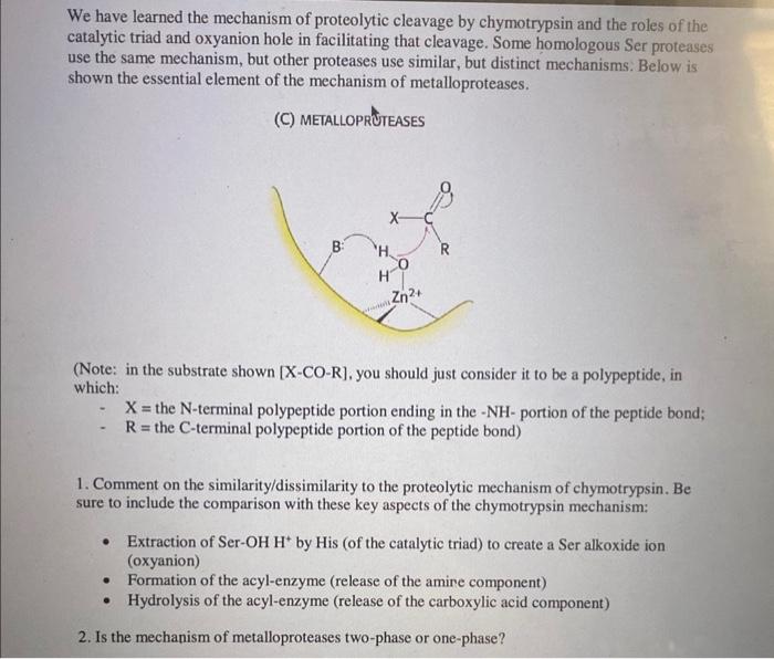 Solved We have learned the mechanism of proteolytic cleavage | Chegg.com