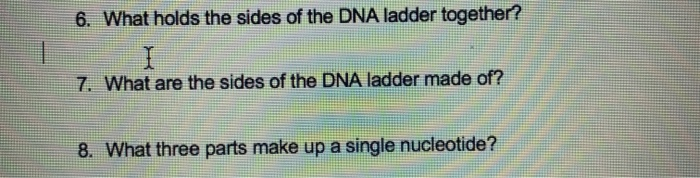 Solved 6 What Holds The Sides Of The Dna Ladder Together Chegg Com