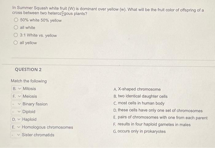 Solved In Summer Squash white fruit (W) is dominant over | Chegg.com