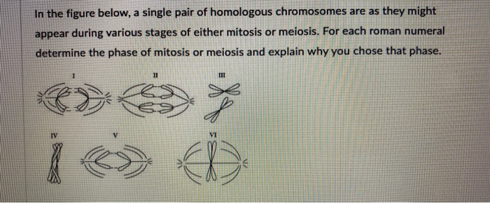 Solved In the figure below, a single pair of homologous | Chegg.com